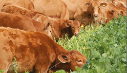 Beef market monthly update: November 2023